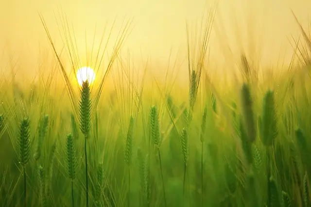 Naturalne metody na stres - Jak unikać błędów przy zakupach